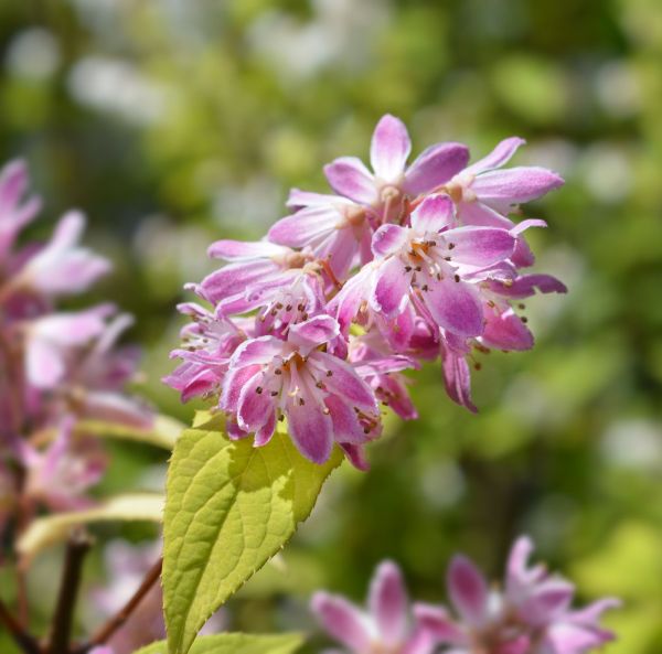 Praktdeutzia